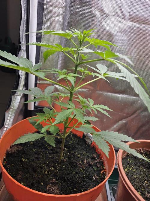 Pineapple Express . Week 4