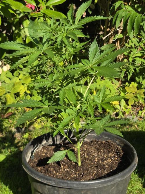 Dr.SkunkyKush: SeedSupplier: PIEX Auto. Week 5