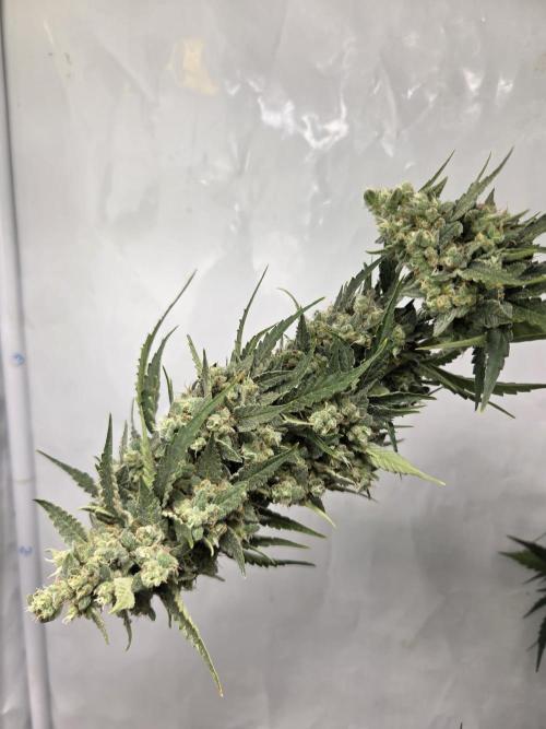 Dr.SkunkyKush: STOR. Week 10
