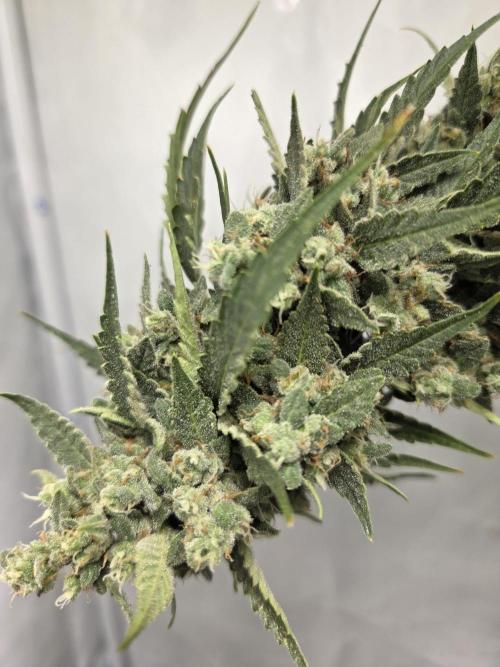 Dr.SkunkyKush: STOR. Week 10