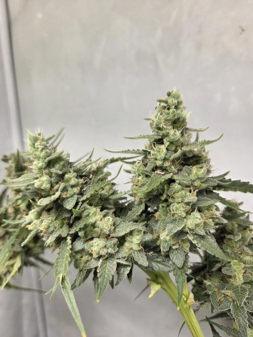 Dr.SkunkyKush: STOR. Week 10