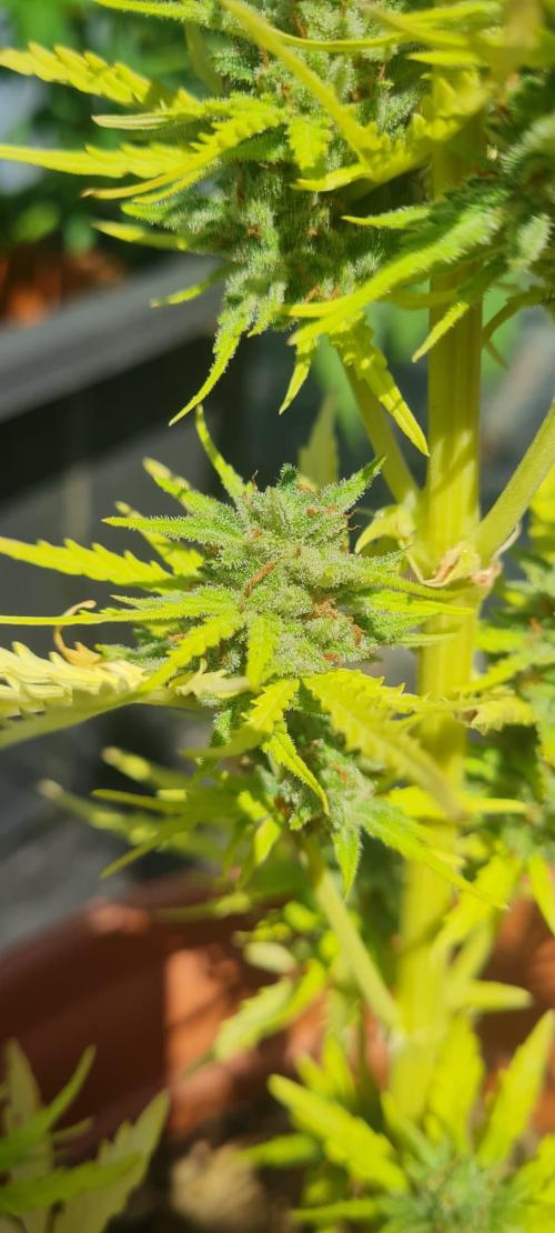 LoisenFarm: STOR OutdoorBattle. Week 10