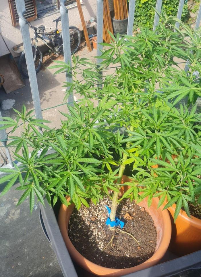 LoisenFarm: GOCO Outdoor (Findling). Week 13