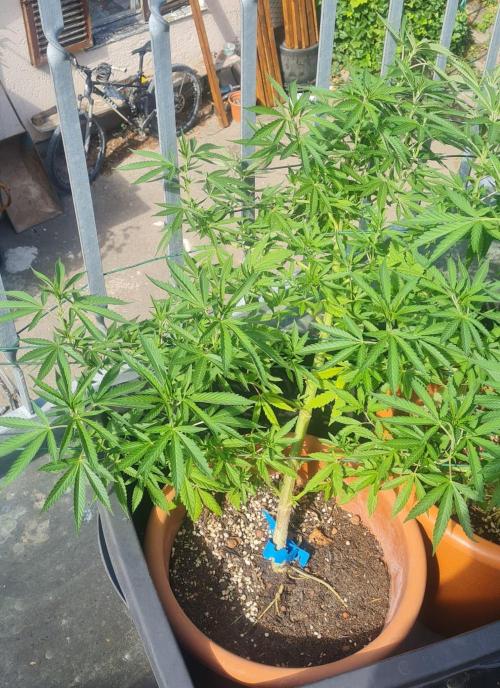 LoisenFarm: GOCO Outdoor (Findling). Week 13