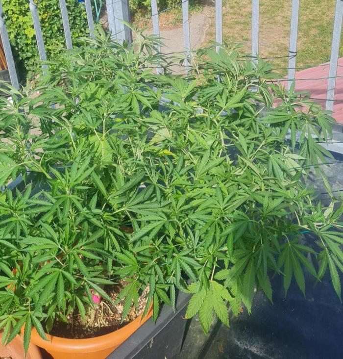 LoisenFarm: TRCH OSS OUTDOOR. Week 15