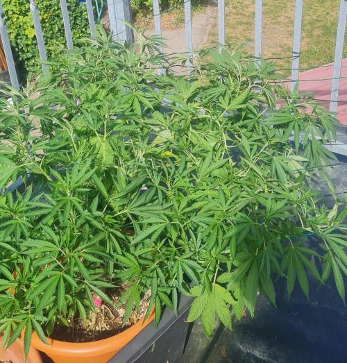Trop Cherry. Week 15