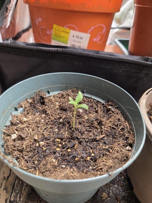 Honey Melon Kush. Week 1
