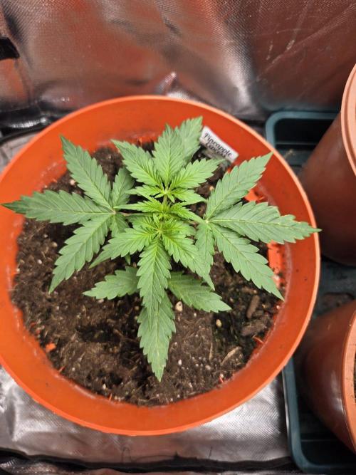Dr.SkunkyKush: SeedSupplier: PIEX Auto. Week 4