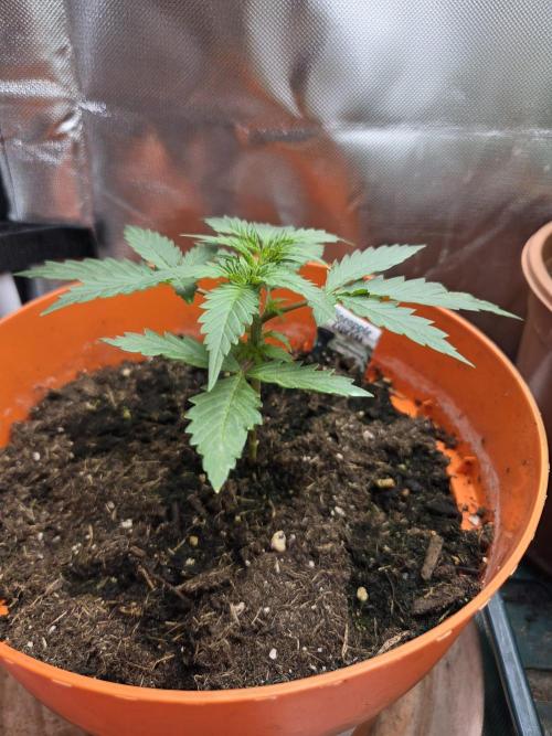 Dr.SkunkyKush: SeedSupplier: PIEX Auto. Week 4