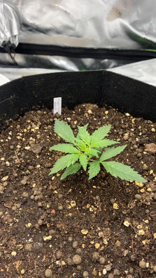 Dr.HanfDampf: SLEH Auto Seedsupplier. Week 4