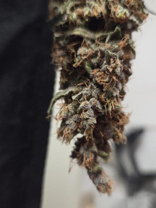 Dr.SkunkyKush: STOR. Week 10