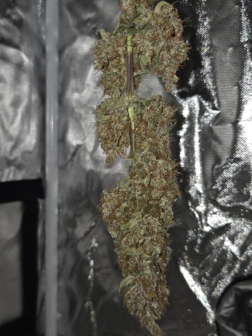 Dr.SkunkyKush: STOR. Week 10