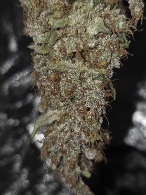 Sticky Orange XXL Auto. Week 10