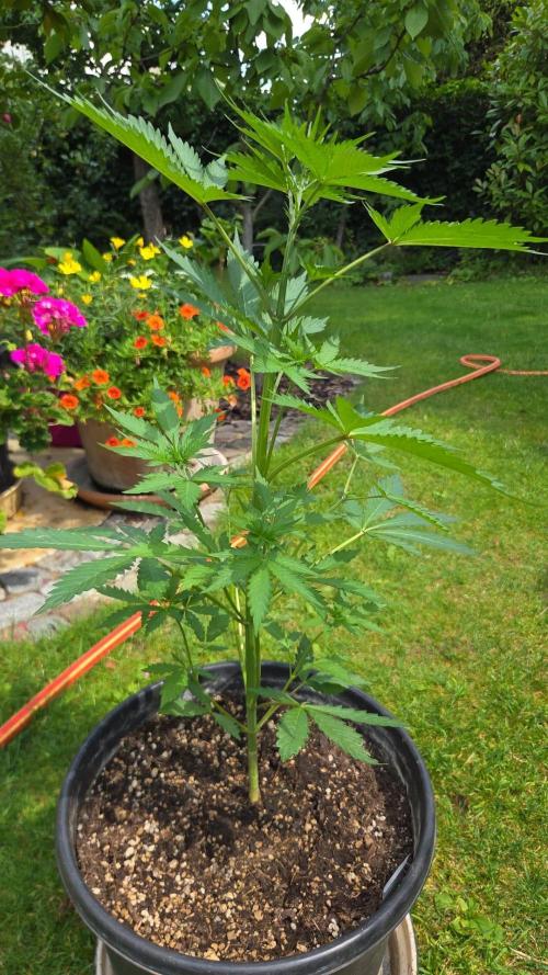 Dr.SkunkyKush: PIEX Auto. Week 5