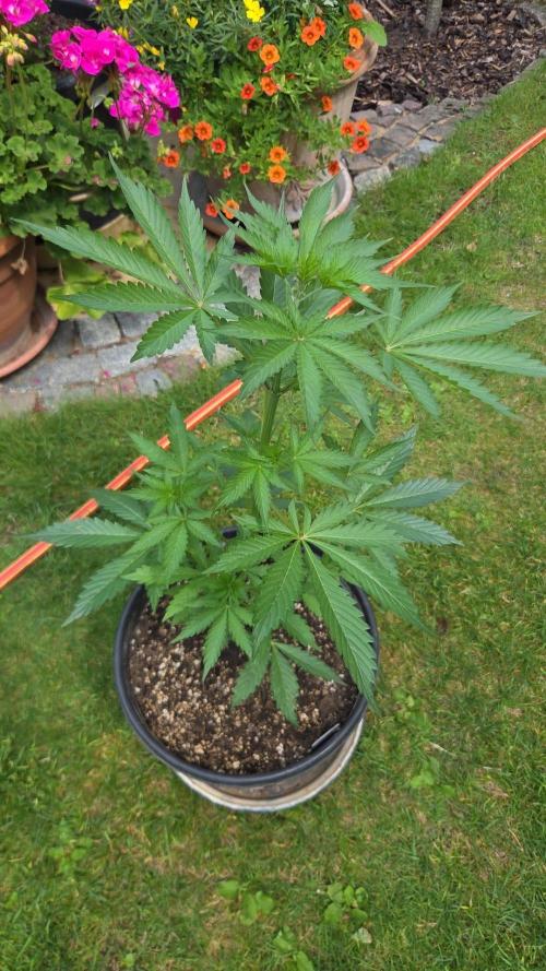 Dr.SkunkyKush: PIEX Auto. Week 5