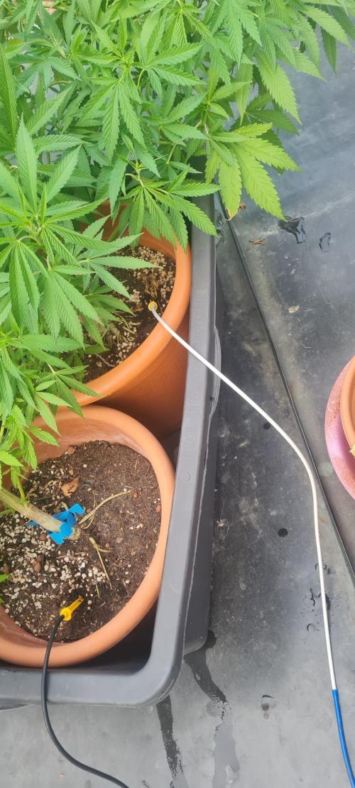 LoisenFarm: GOCO Outdoor (Findling). Week 13