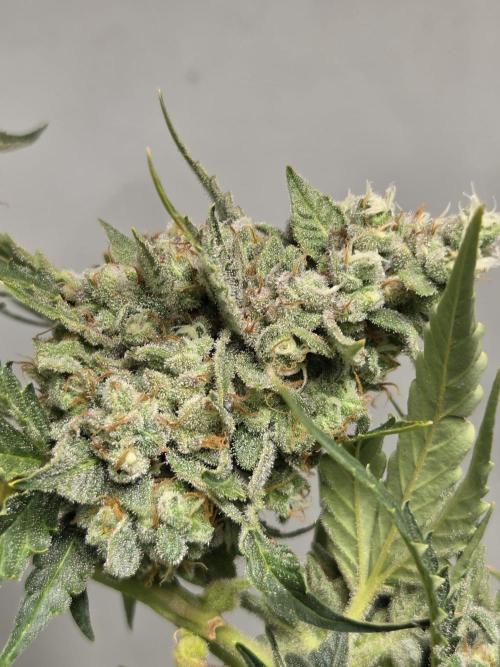Dr.SkunkyKush: STOR. Week 10