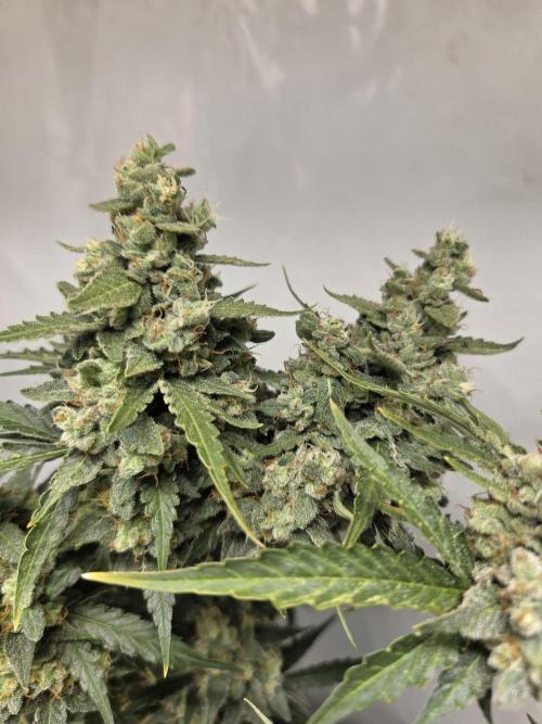Dr.SkunkyKush: STOR. Week 10