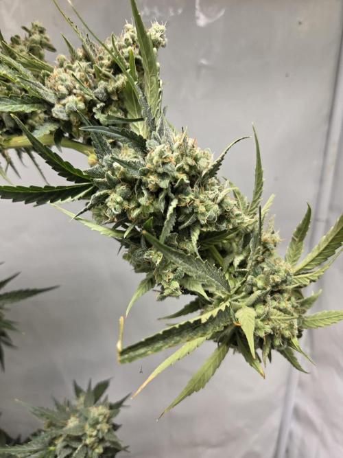Dr.SkunkyKush: STOR. Week 10