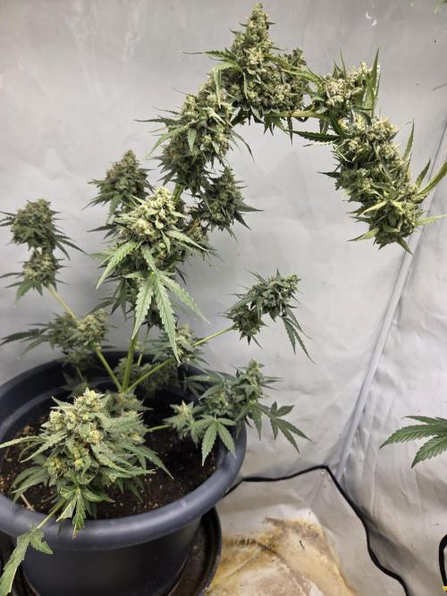 Dr.SkunkyKush: STOR. Week 10