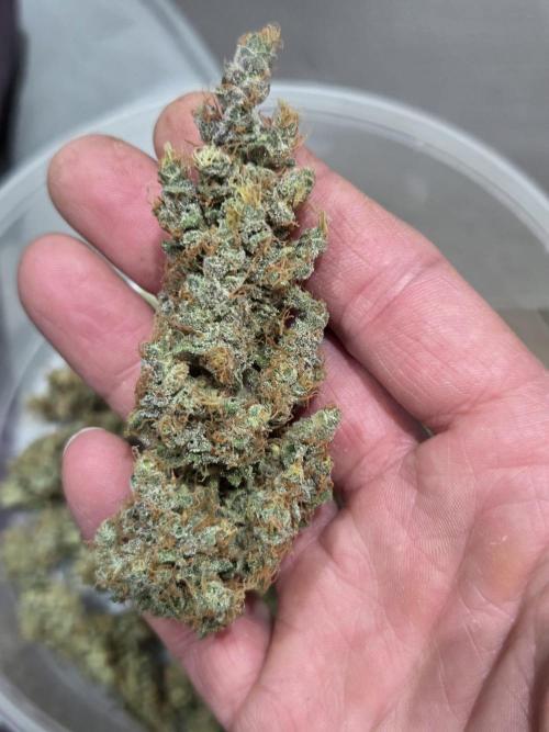 Dr.SkunkyKush: STOR. Week 10