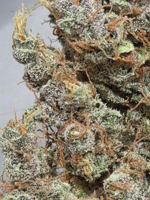 Dr.SkunkyKush: STOR. Week 10