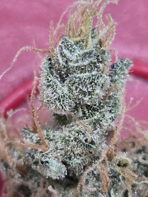 Dr.SkunkyKush: STOR. Week 10