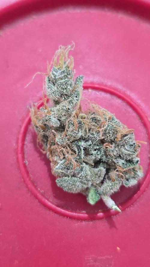 Dr.SkunkyKush: STOR. Week 10