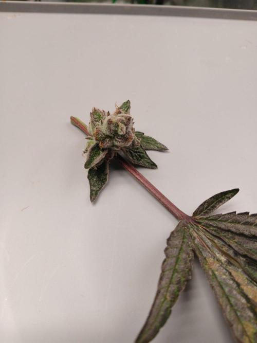 TRCH OSS RDWC. Week 16
