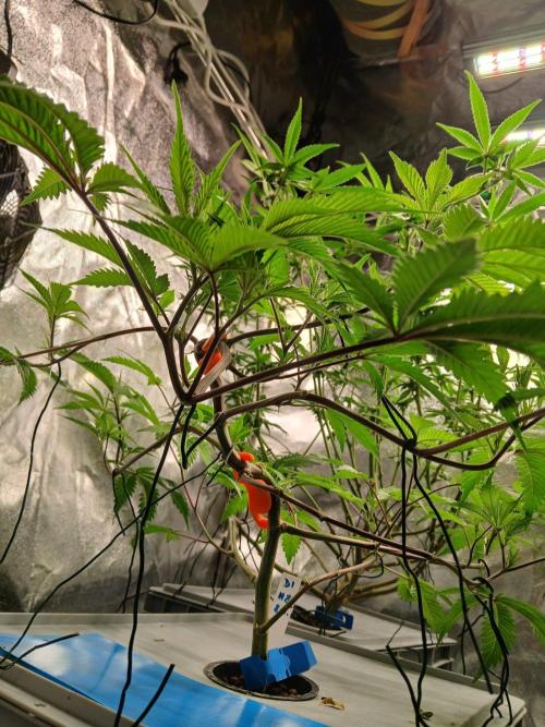 DAIN RDWC TopShelfClones.at Cut#8Cultiva. Week 10