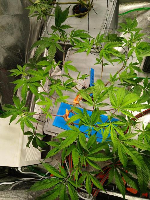 DAIN RDWC TopShelfClones.at Cut#8Cultiva. Week 10