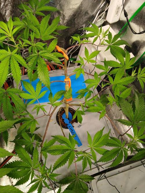 DAIN RDWC TopShelfClones.at Cut#8Cultiva. Week 10