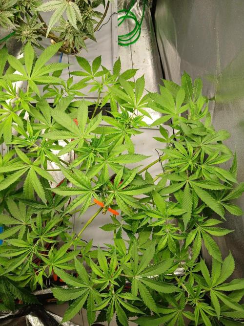 PLOT RDWC. Week 11