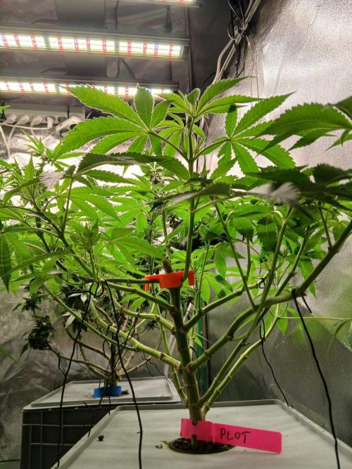 PLOT RDWC. Week 11