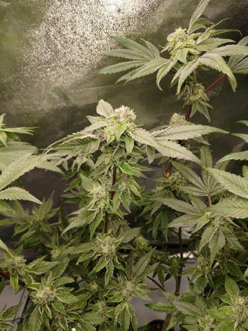 BLSK Gen4.1 RDWC. Week 13