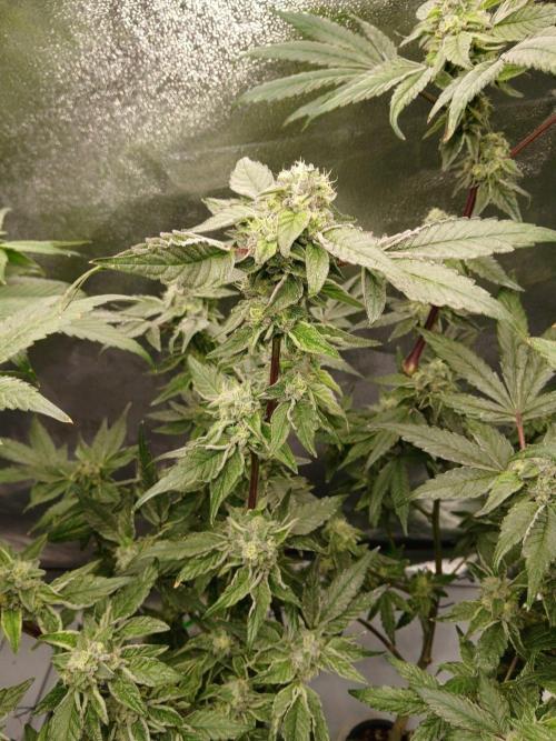 BLSK Gen4.1 RDWC. Week 13