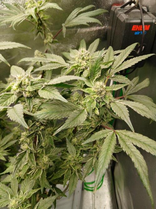 BLSK Gen4.1 RDWC. Week 13