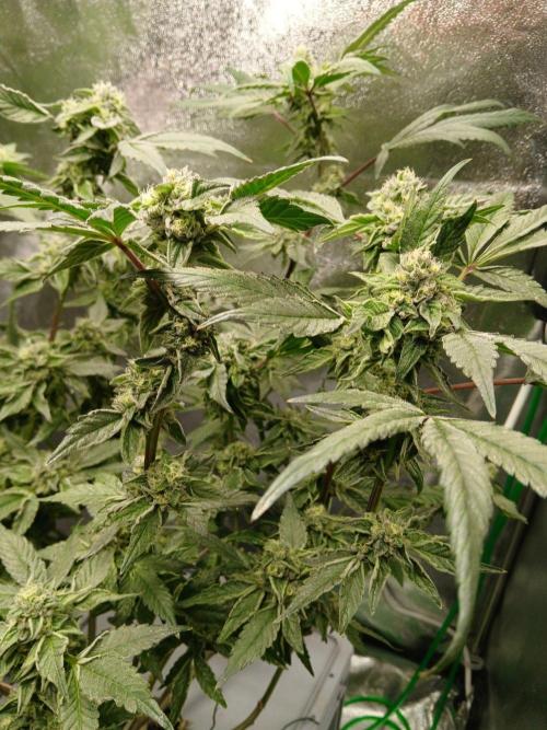BLSK Gen4.1 RDWC. Week 13