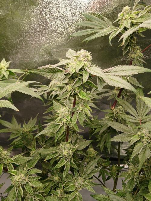 BLSK Gen4.1 RDWC. Week 13