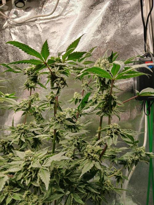 BLSK Gen4.1 RDWC. Week 13