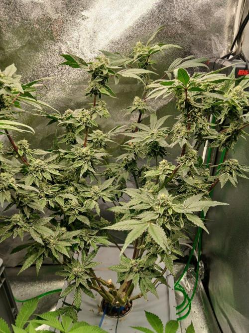 Blue Skunk. Week 13