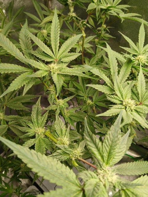 BLSK Gen4.2 RDWC. Week 13