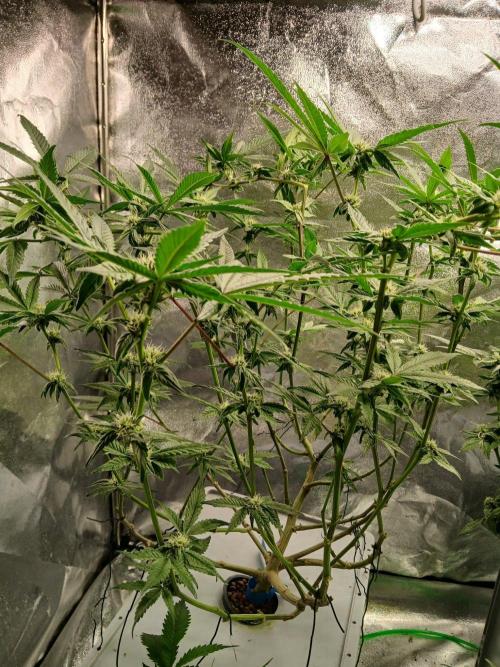 BLSK Gen4.2 RDWC. Week 13