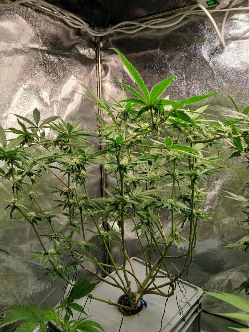 Blue Skunk. Week 13