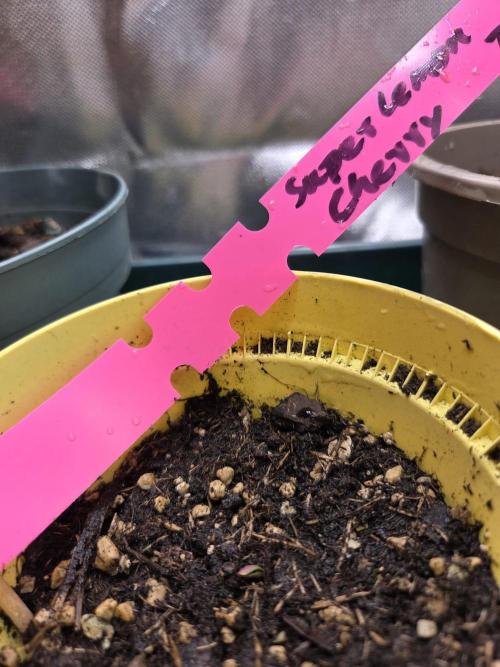 Dr.SkunkyKush: SLEC #4. Week 0