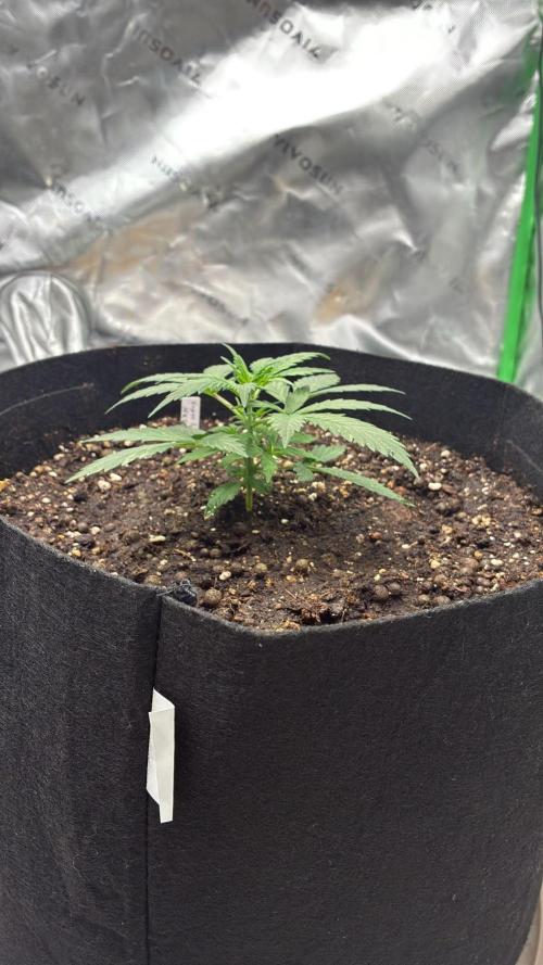 Dr.HanfDampf: SLEH Auto Seedsupplier. Week 5
