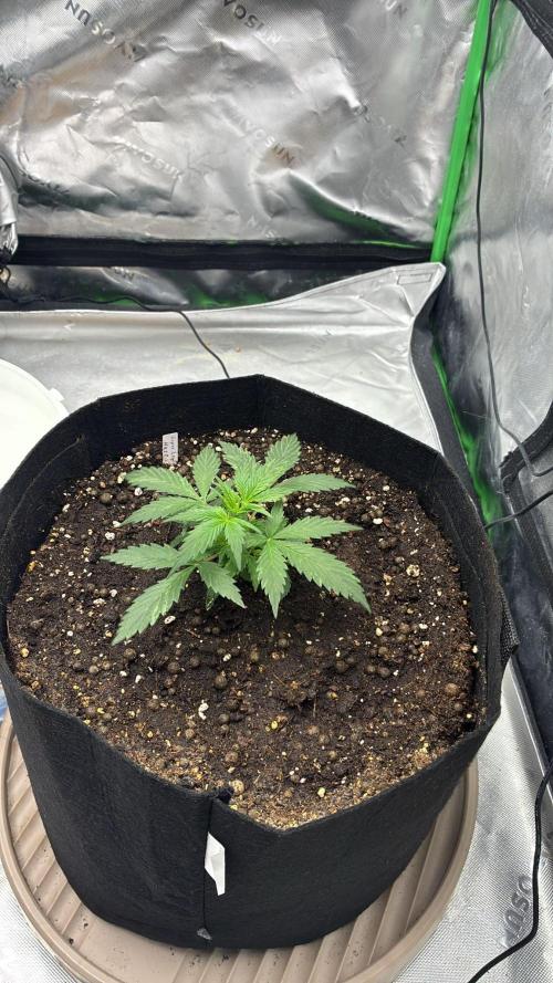 Dr.HanfDampf: SLEH Auto Seedsupplier. Week 5