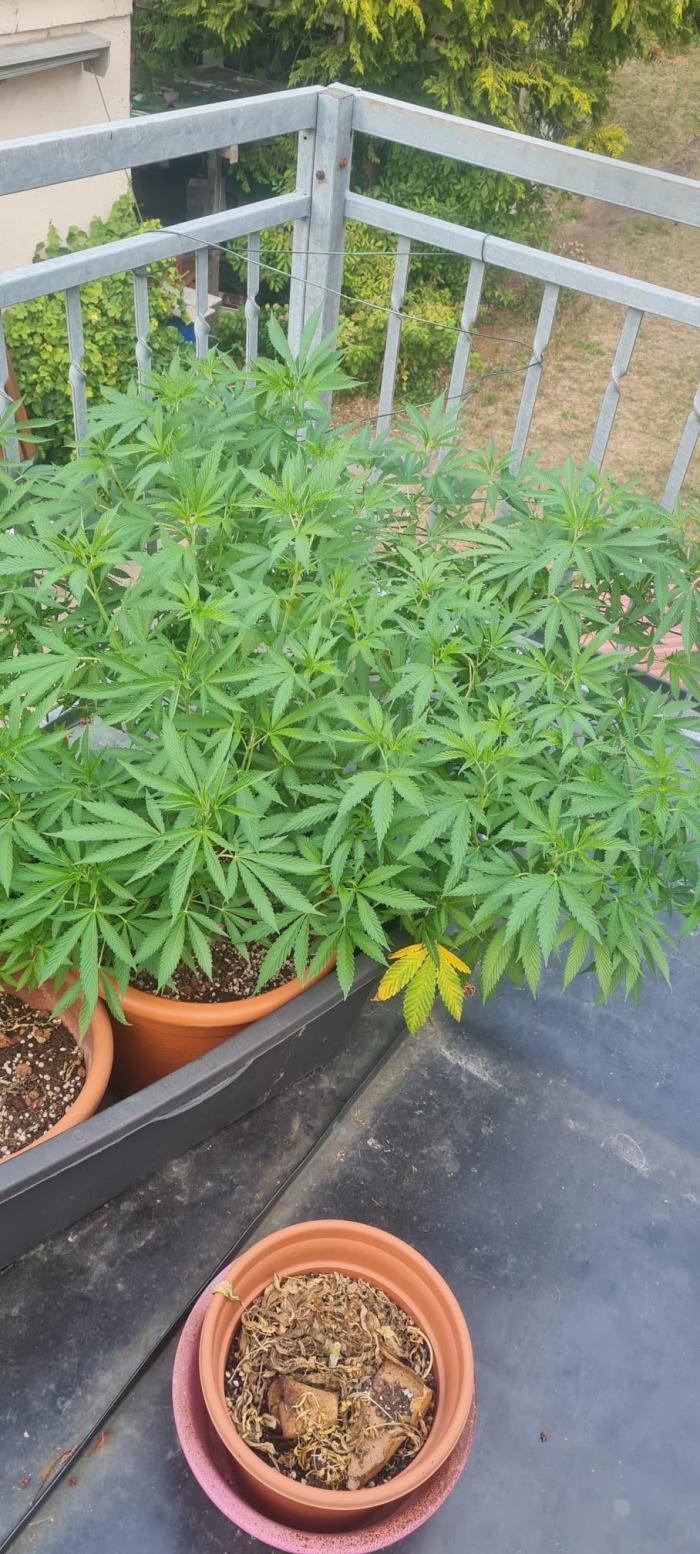 LoisenFarm: TRCH OSS OUTDOOR. Week 16