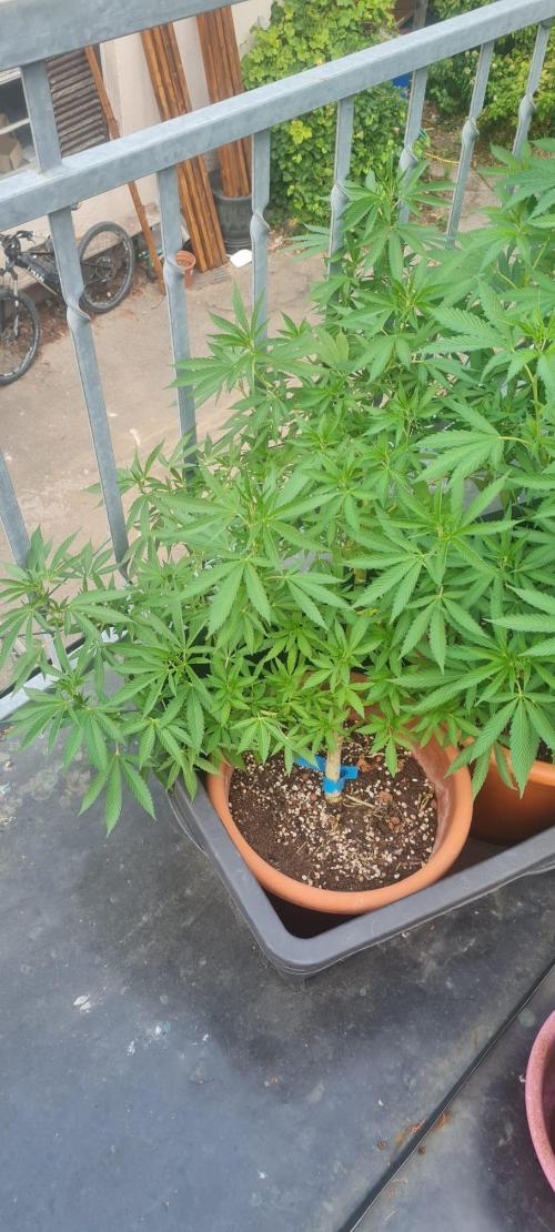Gorilla Cookies. Week 14