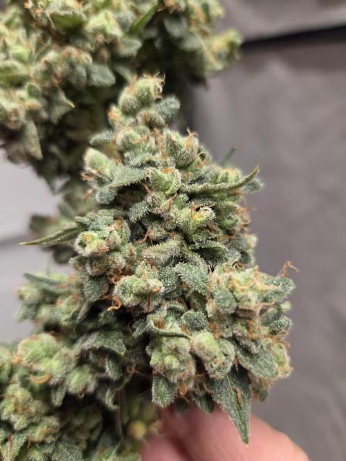Dr.SkunkyKush: STOR. Week 11